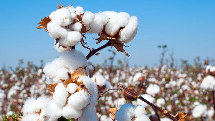 What is the price of cotton in Maharashtra?