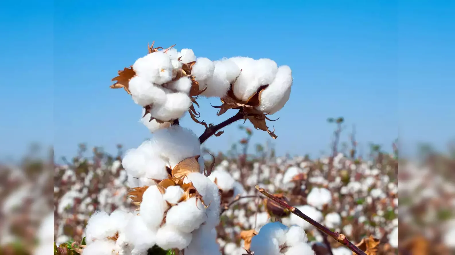 Today’s cotton Rate