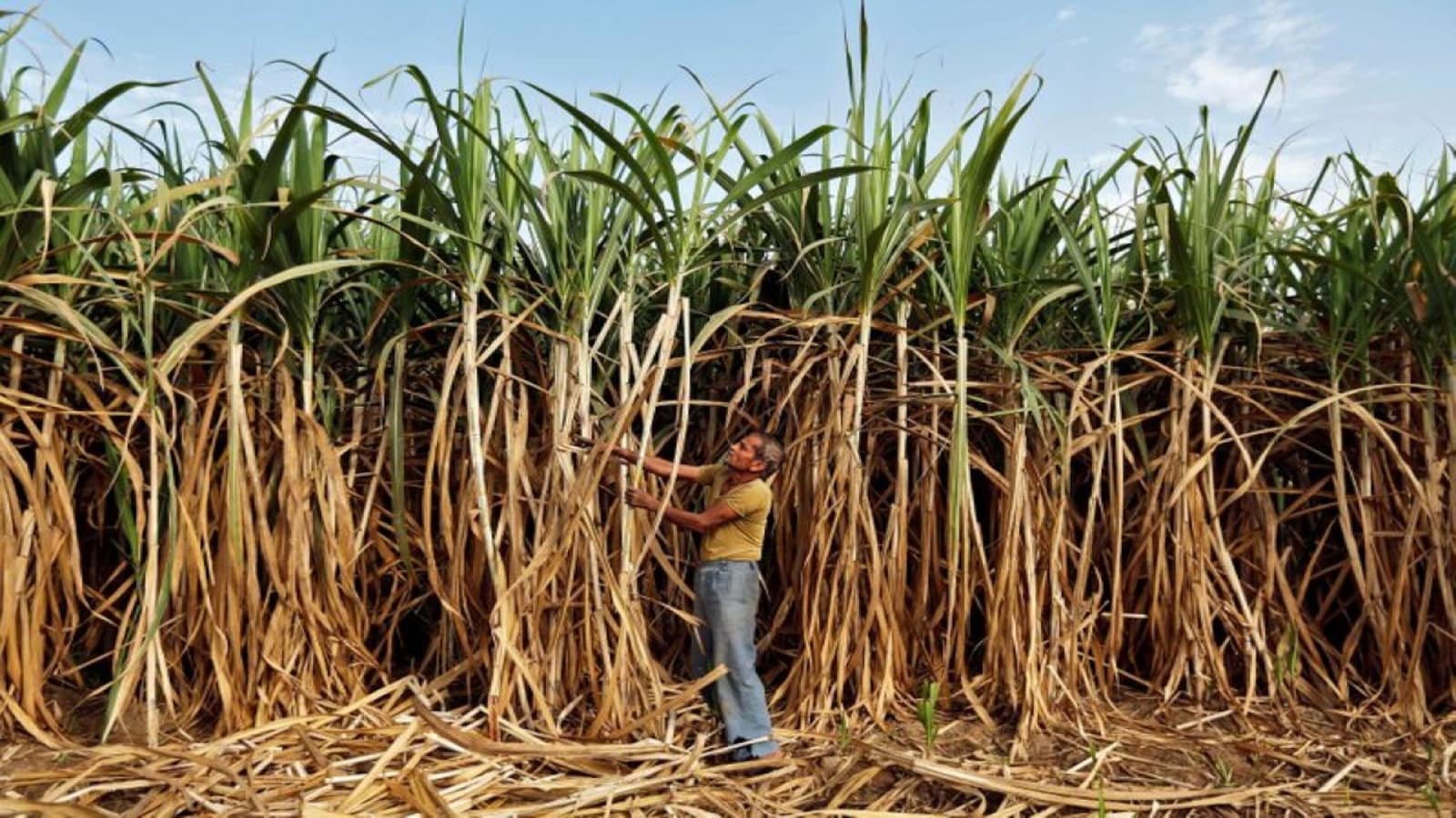 Sugarcane Rate