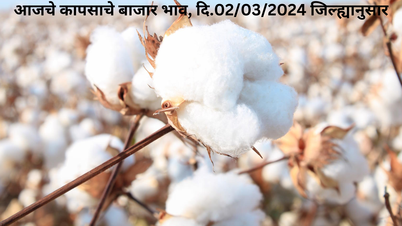 Today cotton Rate