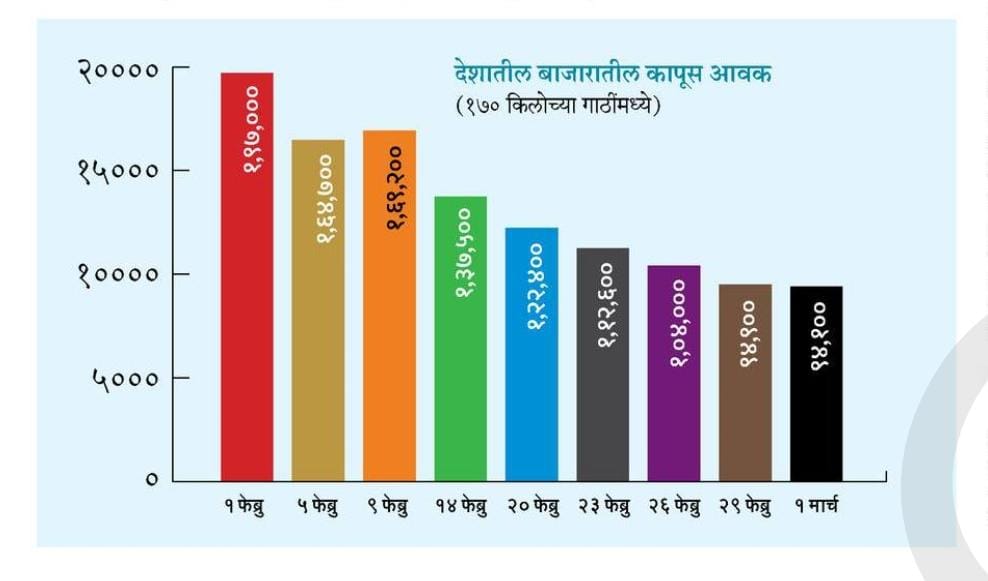 कापसाचे भाव वाढतील का?