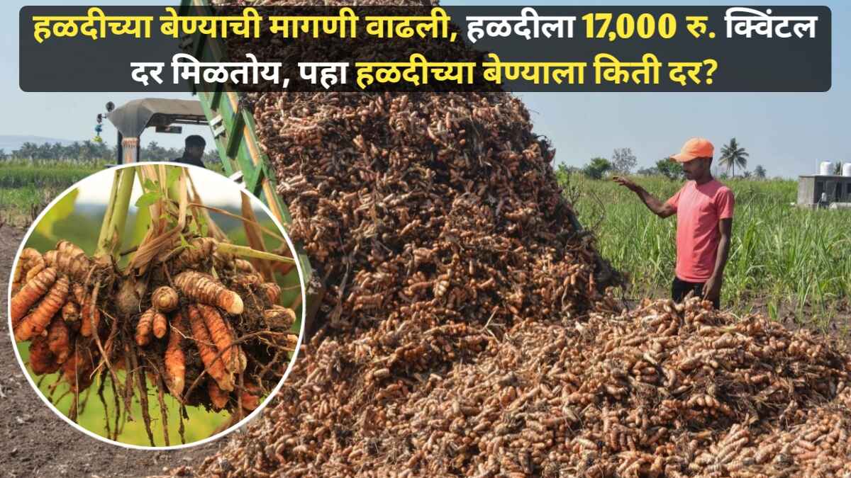 Turmeric Seeds Demand increased